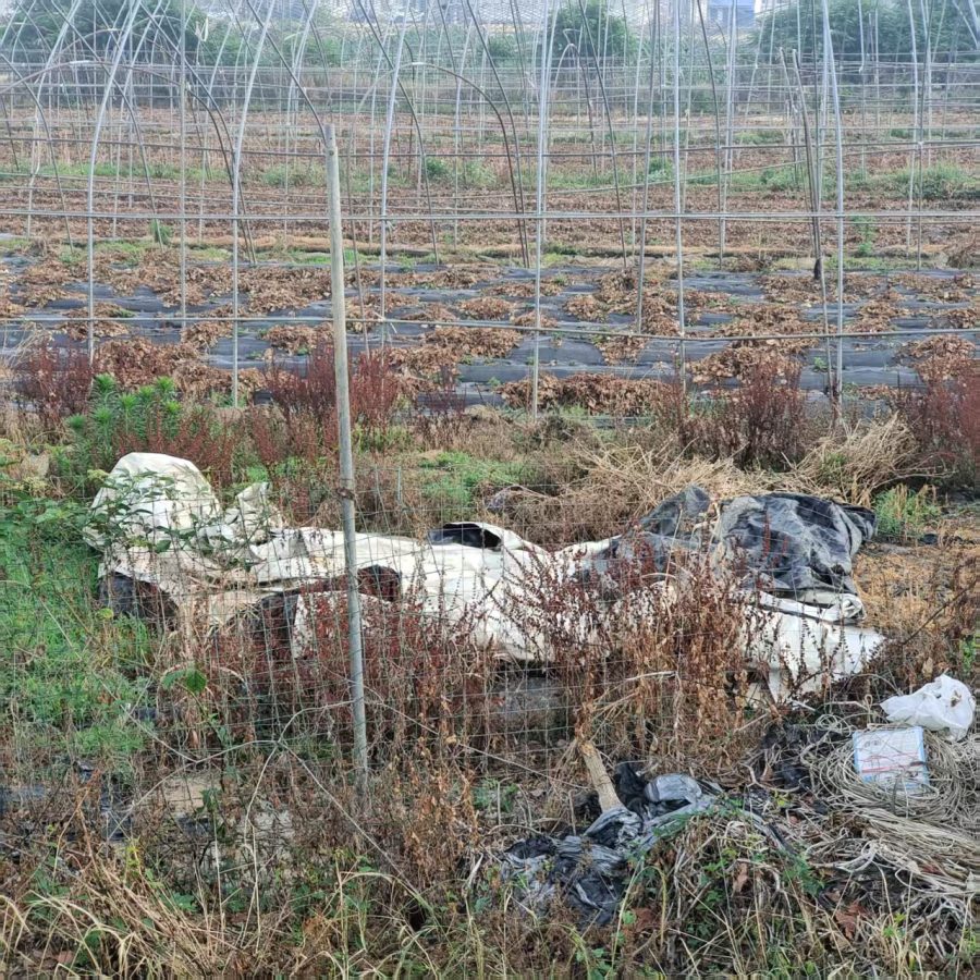 🌿 Time to Rethink Weed Control – Go Green with Biodegradable PLA Weed Mat 🌿1 🌿 Time to Rethink Weed Control – Go Green with Biodegradable PLA Weed Mat 🌿1