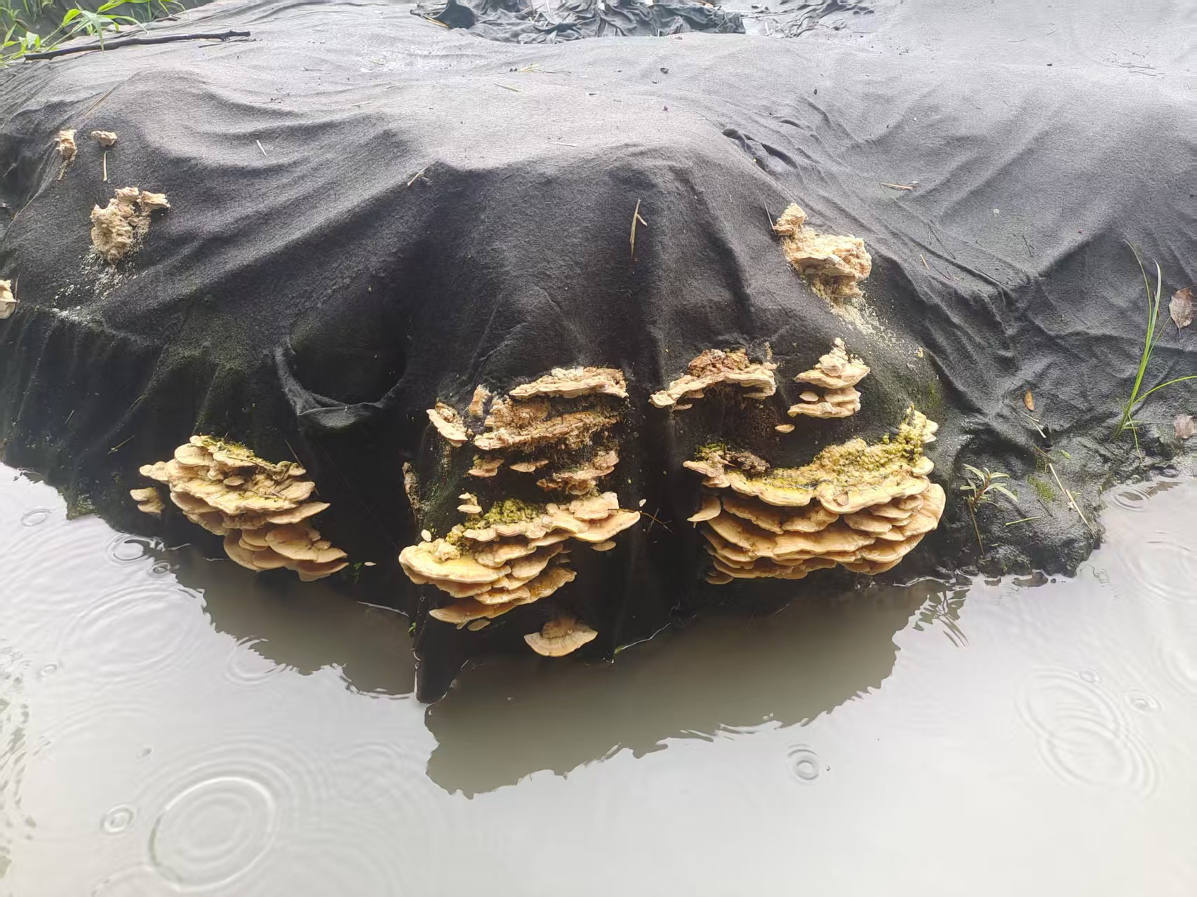 PLA Weed Mats: A Natural Ally for Ecological Restoration