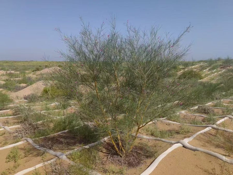 Why Deserts Need Sand Barriers — And Why PLA Is Changing the Game1